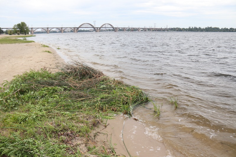 у Дніпрі висаджують вербу