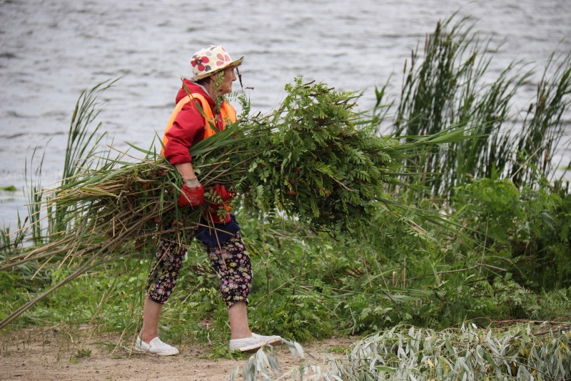у Дніпрі висаджують вербу
