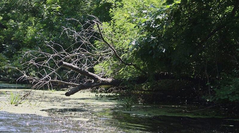 Діївські плавні_рятувальна операція