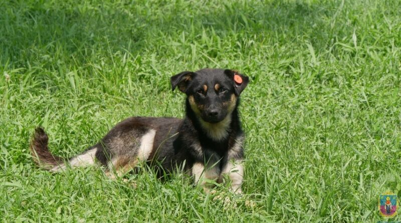 безпритульні тварини_Покров