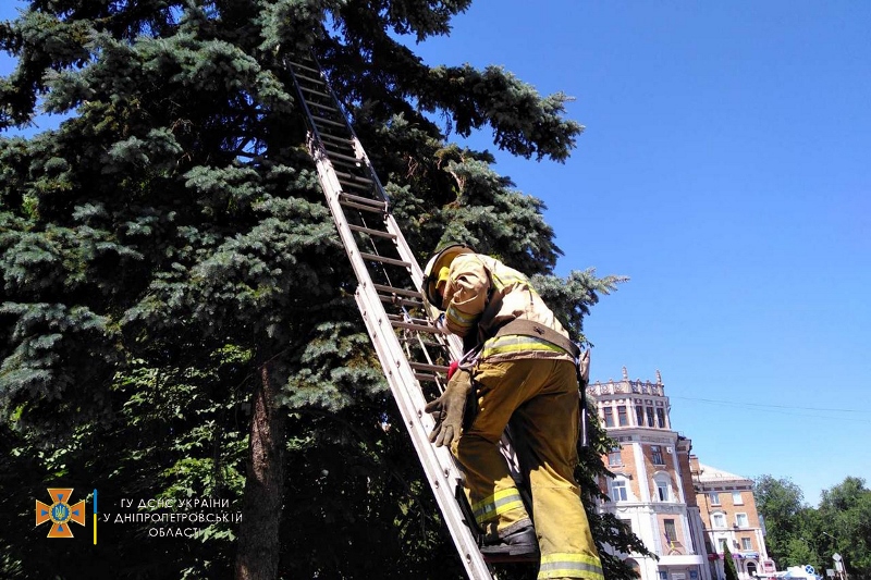 кіт_Нікополь