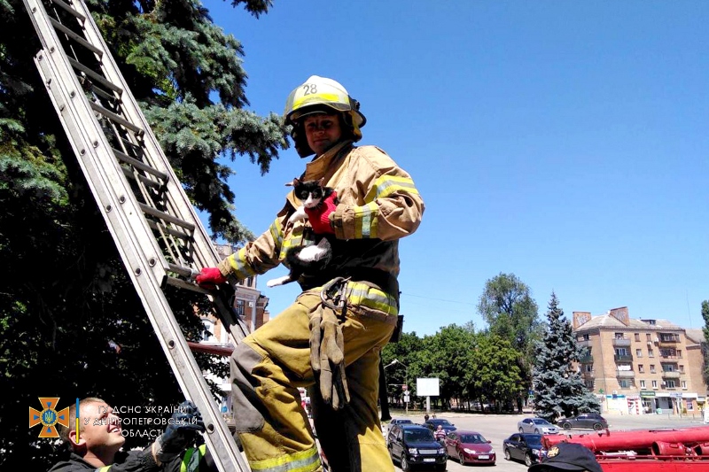 кіт_Нікополь