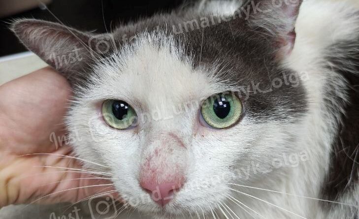 кот Лев_Ольга Уманчик