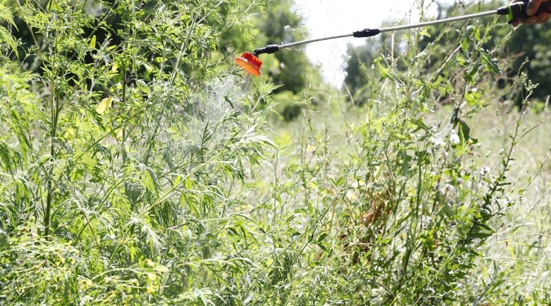 обробка амброзії_Дніпро