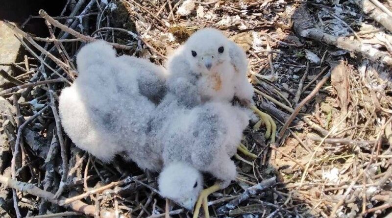 сокол-чеглок_Софиевский район