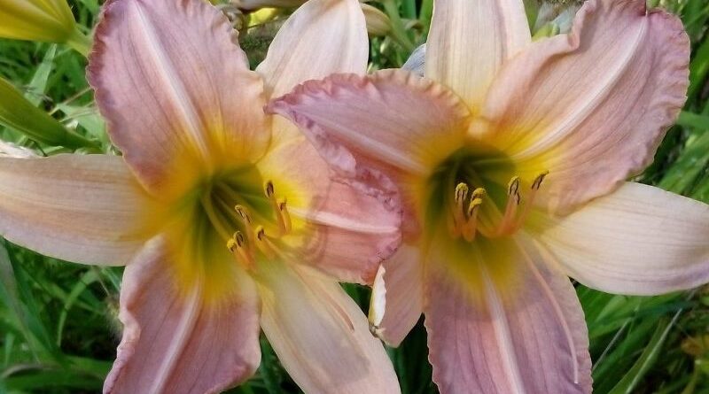 Гемерокалисы