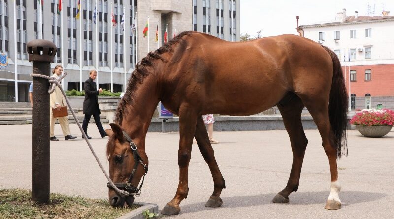 конов’язь_Дніпро