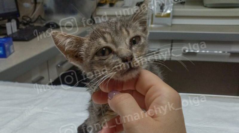 котенок Любава_Ольга Уманчик