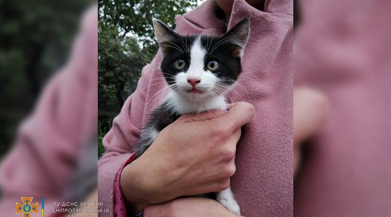 спасение кота_Днепр