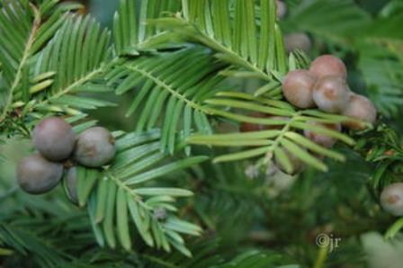 Головчатотисс Харрингтона