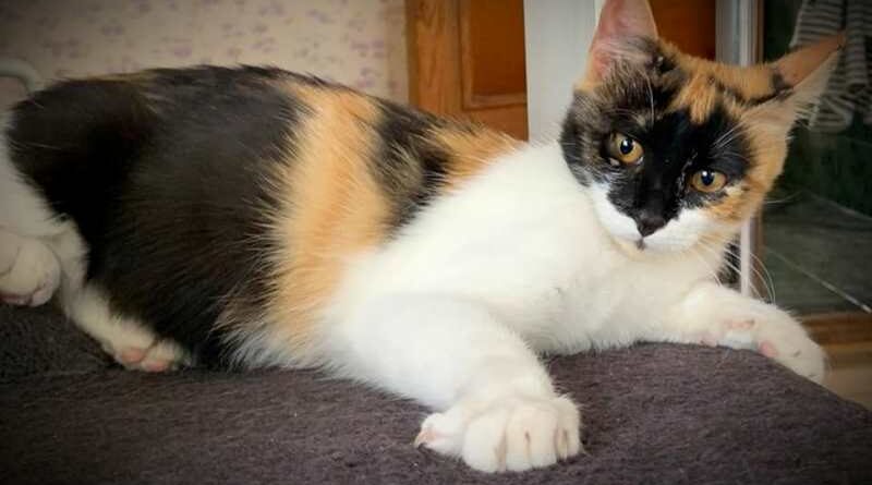 кошка Мышка