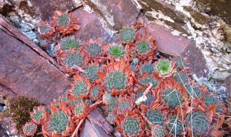 молодило русское