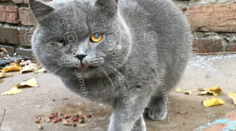 британский кот Пирожок_Днепр