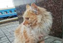 кот Мурзик_Днепр