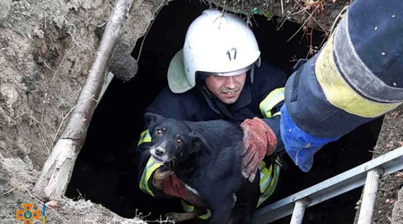 визволення собаки_Кривий Ріг