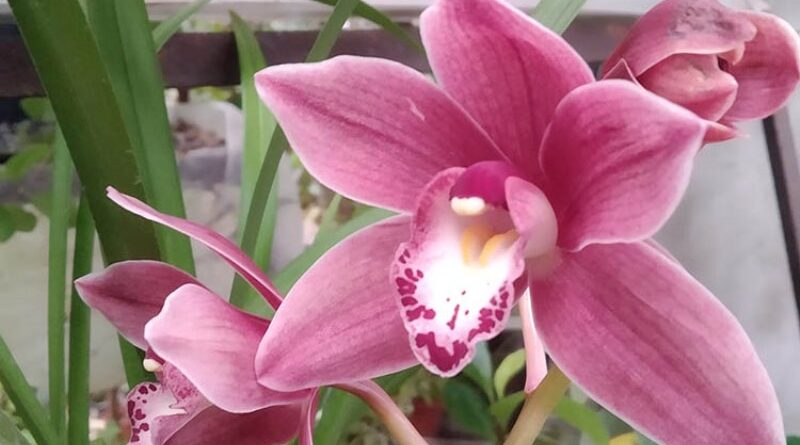 южные растения_Ботанический сад