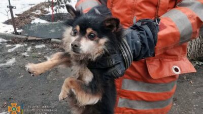 рятувальники визволили собаку_Новомосковський район