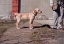 помощь животным_Днепр