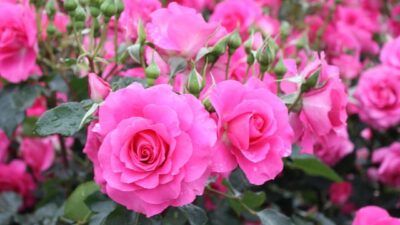 Як вибрати саджанці троянд для посадки у саду