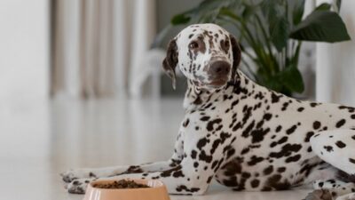 корм для собак