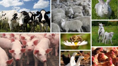 тваринництво