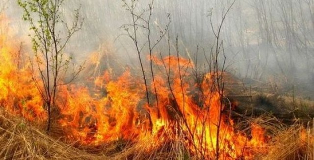пожежа в екосистемах
