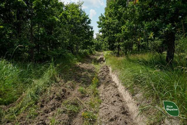 захист лісів_Дніпропетровщина