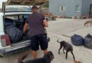 допомога тваринам_Нікополь