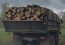 незаконна вирубка лісу_Дніпропетровщина