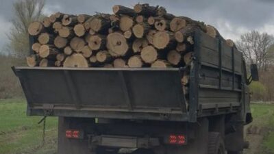 незаконна вирубка лісу_Дніпропетровщина