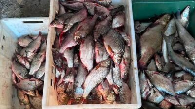 На Дніпровському водосховищі викрили масштабний незаконний вилов риби На Дніпровському водосховищі викрили масштабний незаконний вилов риби
