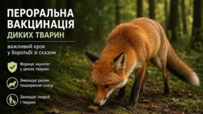На Дніпропетровщині стартує осіння вакцинація диких тварин На Дніпропетровщині стартує осіння вакцинація диких тварин