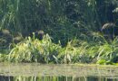 водойми Дніпропетровщини