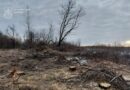 вирубка дерев_Павлоградський район